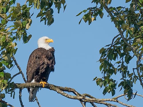 Washington State, Juanita Bay Park. American bald eagle standing on tree limb watching for prey Art Print